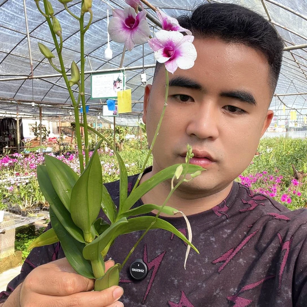 当前无花朵，栽培后可花朵3690