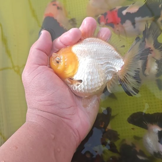 闪鳞兔子将军体金鱼