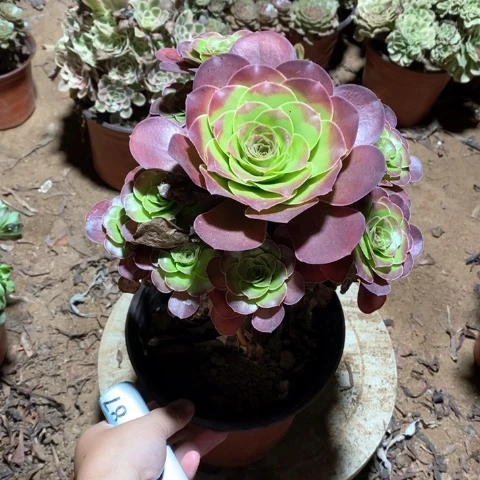 伊***凌伊琳的魅金玫瑰法师多肉