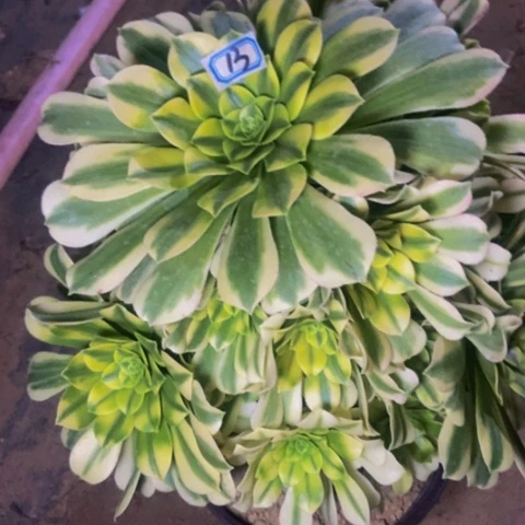 金丝翡翠多肉植物13多肉