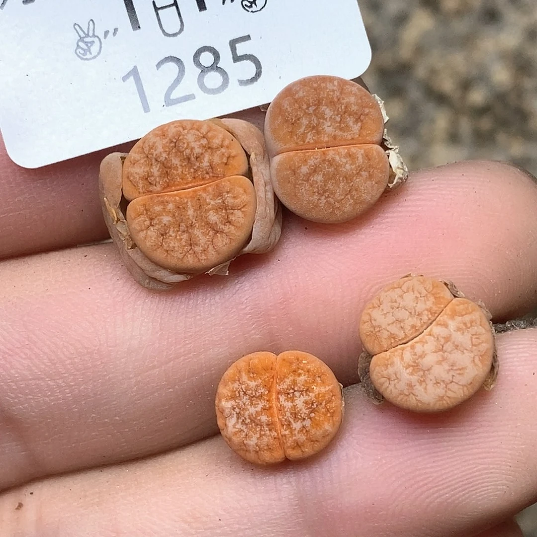 1285。零下拍保温。