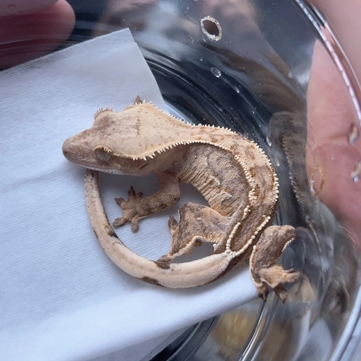 睫角守宫s22奶油三色