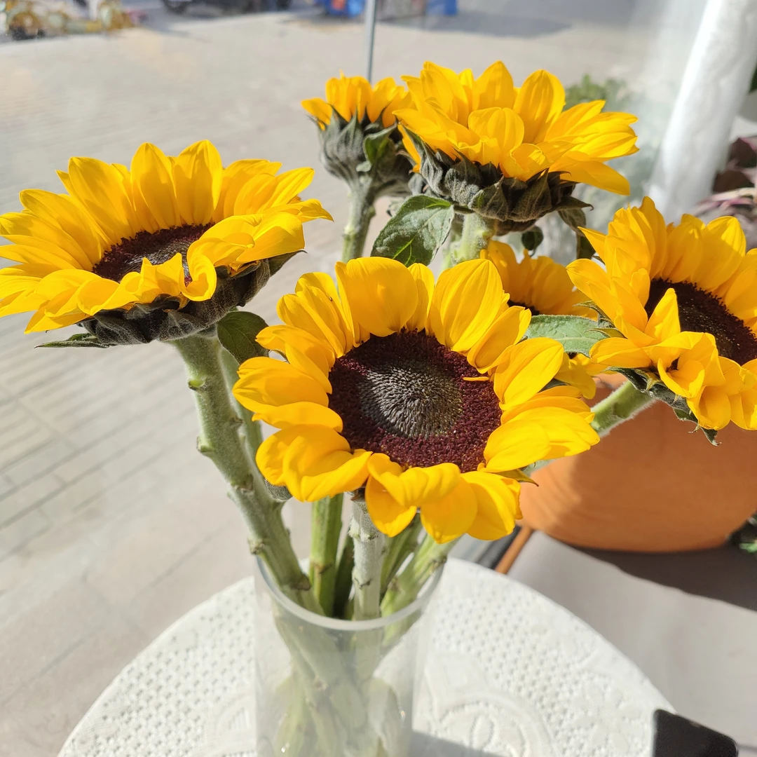 郑州南龙湖花店 向日葵生活鲜花3枝鲜花同城配送 不含花瓶