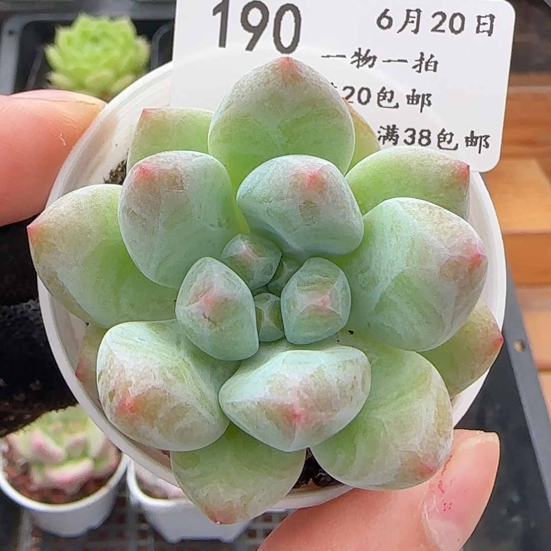 0620-190美人手指