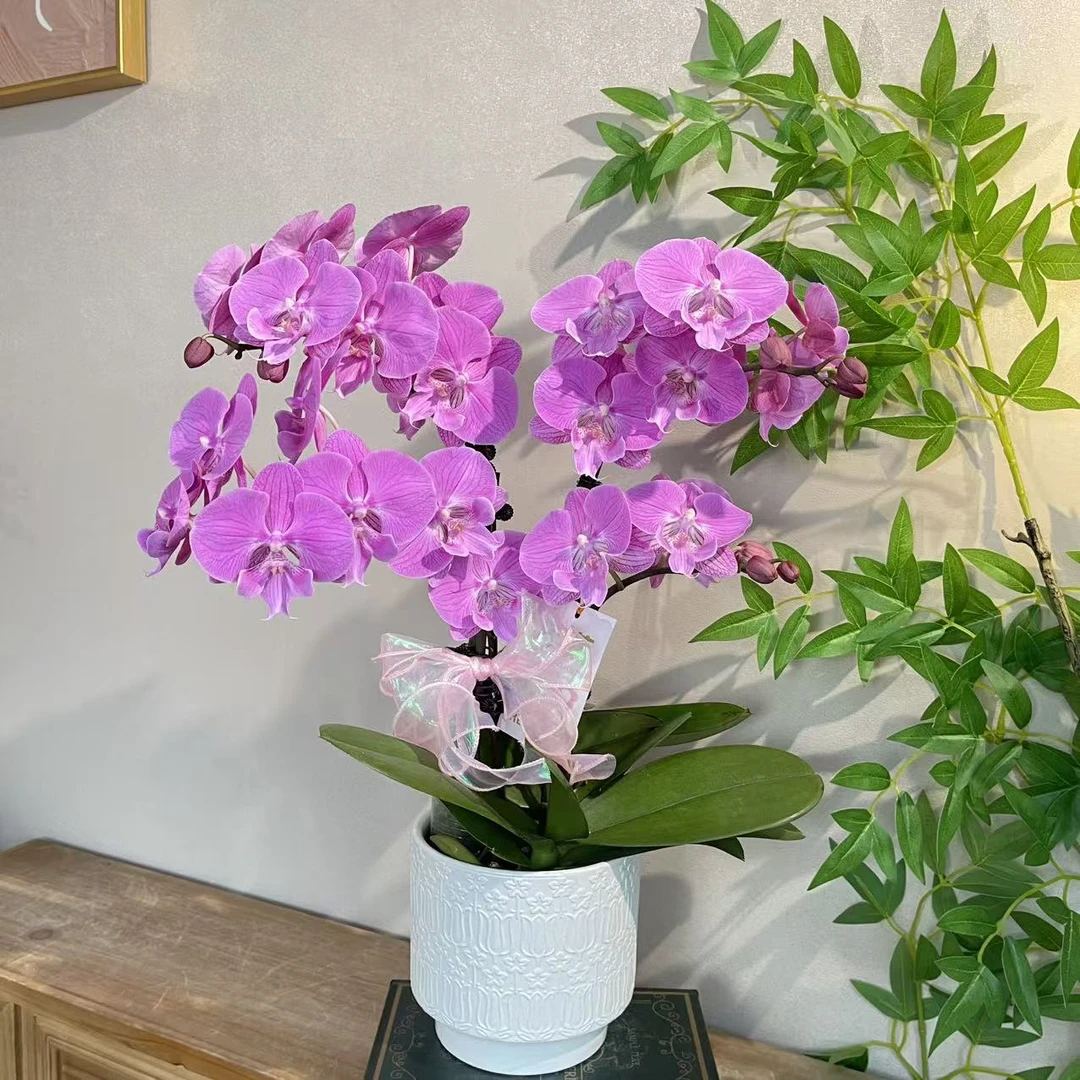 蝴蝶兰《美人鱼》精致花舌纯粉色 好养耐养带花带花苞 基地直发
