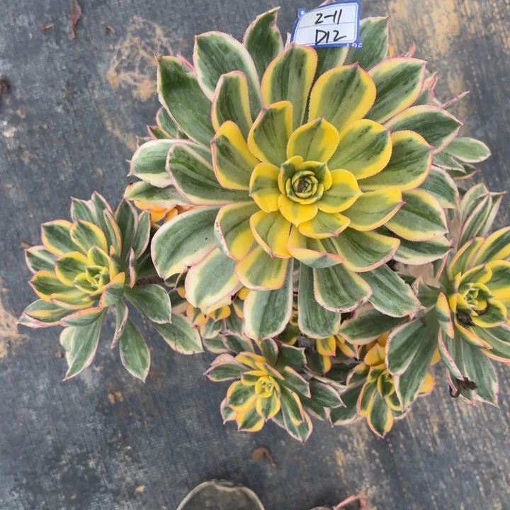 寒*灿烂多肉断枝不包12