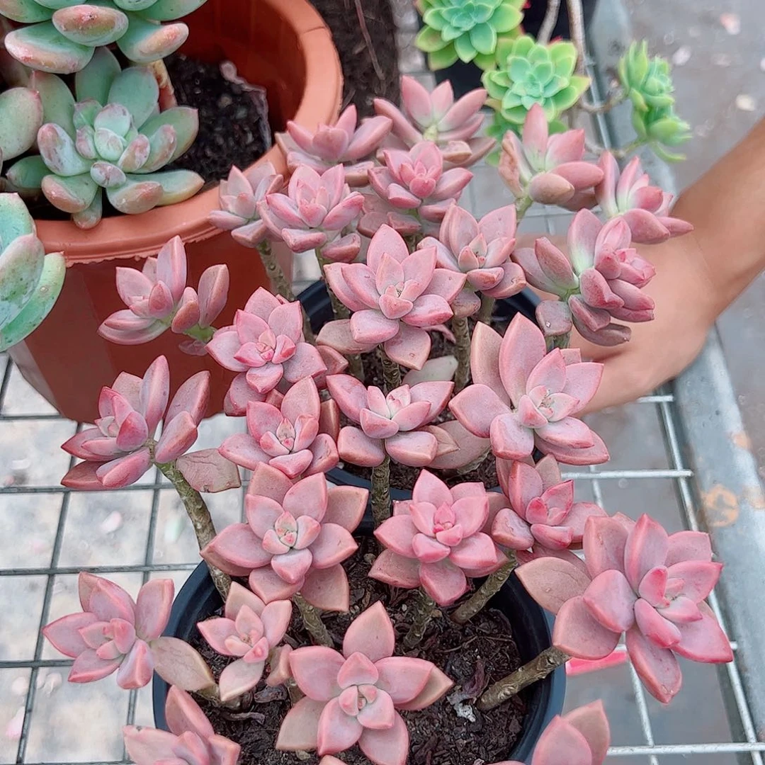 姬隆月带盆土两盆