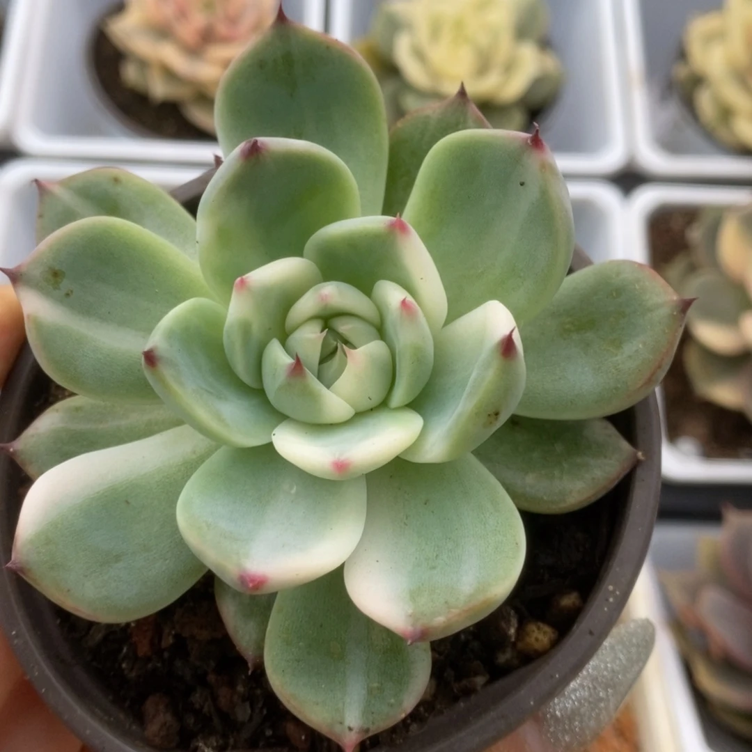 704锦锦锦锦锦锦锦锦