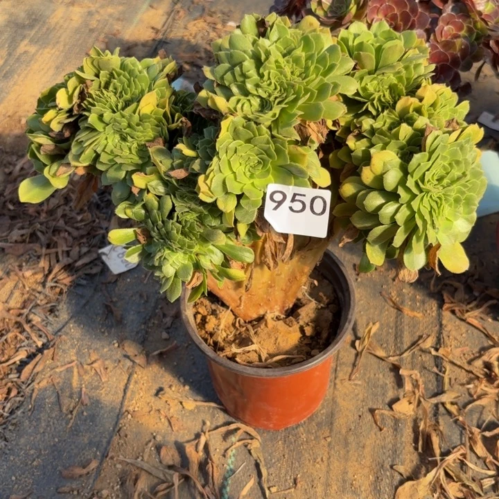 夏***兰绿羊绒缀多肉植物不包损950