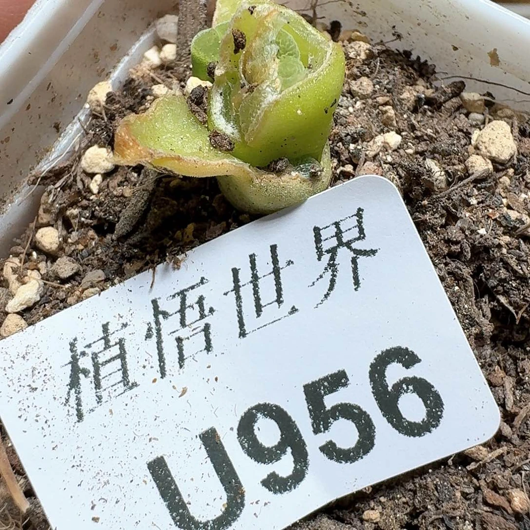 956个d r z w w f ve