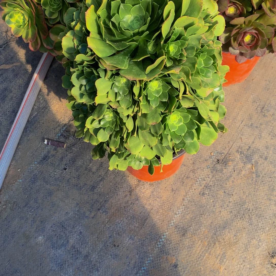 ?****梦176多肉植物