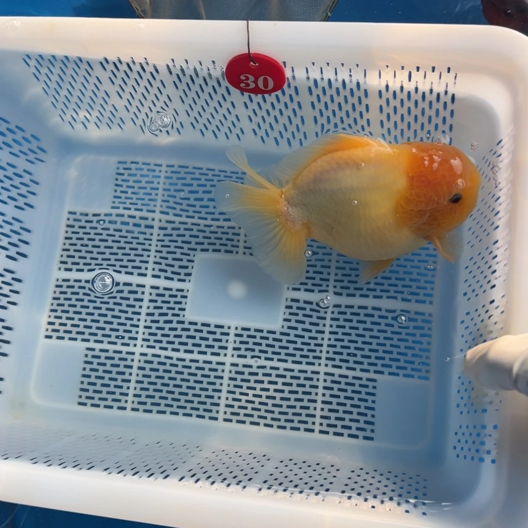 追***海水鱼你好意思的不