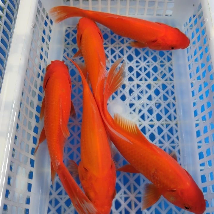 锦鲤红草10-12五条
