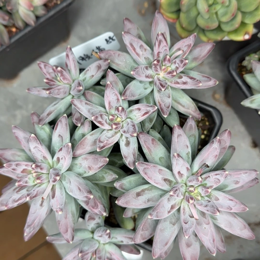 啊啊啊啊啊啊啊啊啊啊啊啊