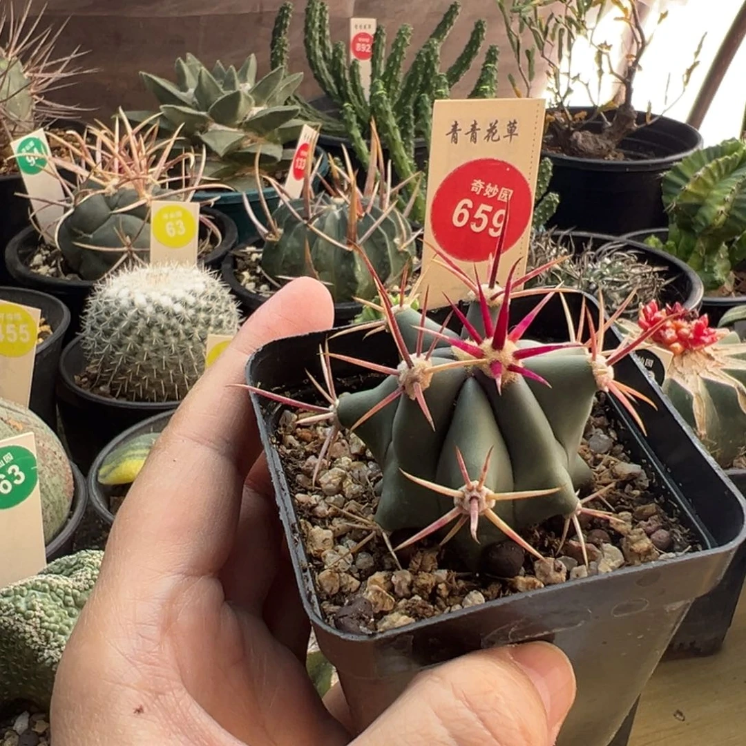 实生豪刈穗玉4.8cm