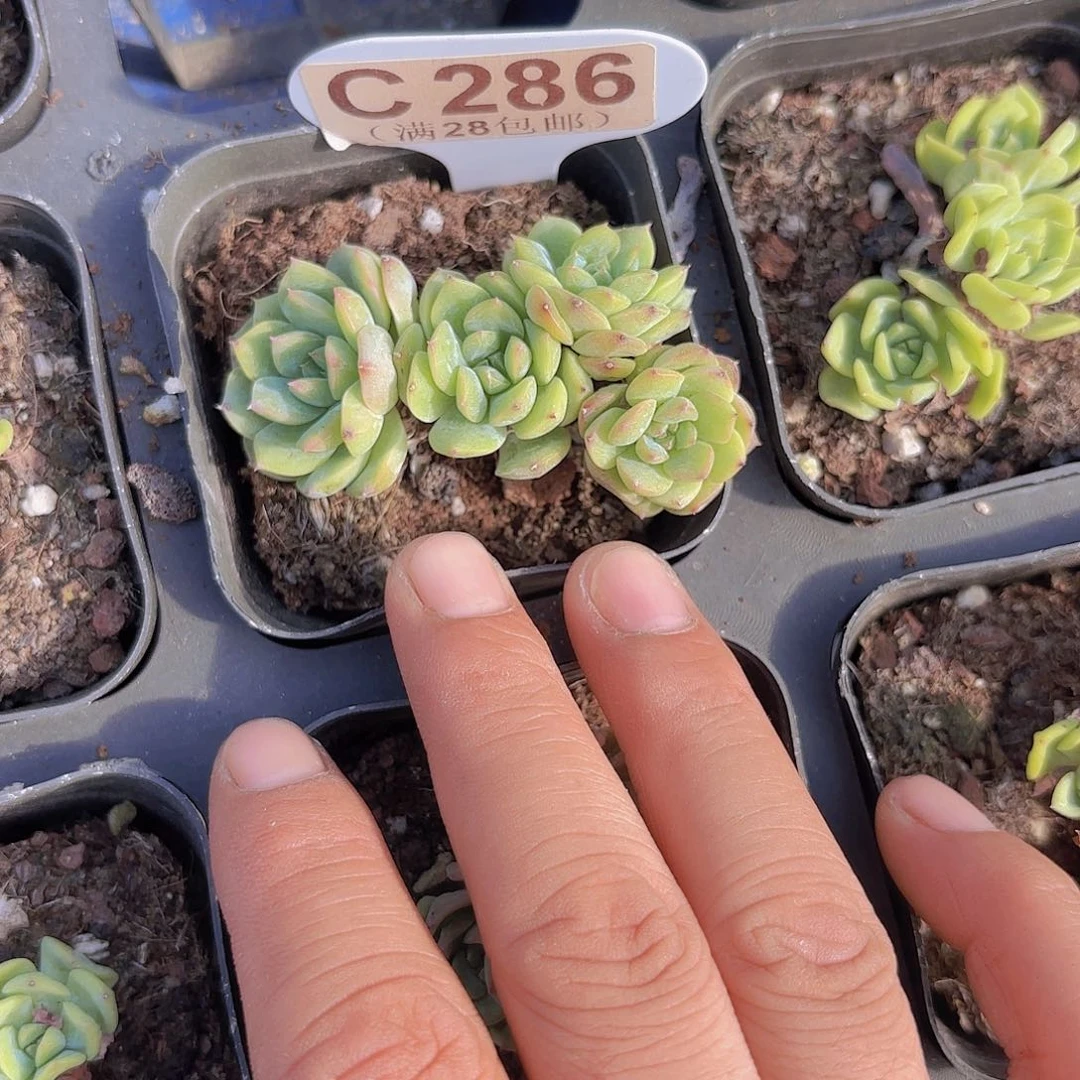 C286甘露一物一拍
