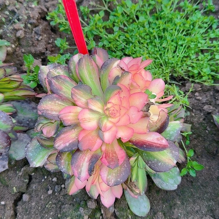 5-40流星雨多肉法师