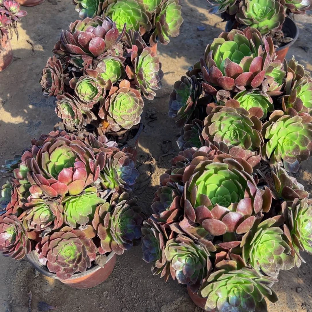 黑金玫瑰手捧12.8多肉植物