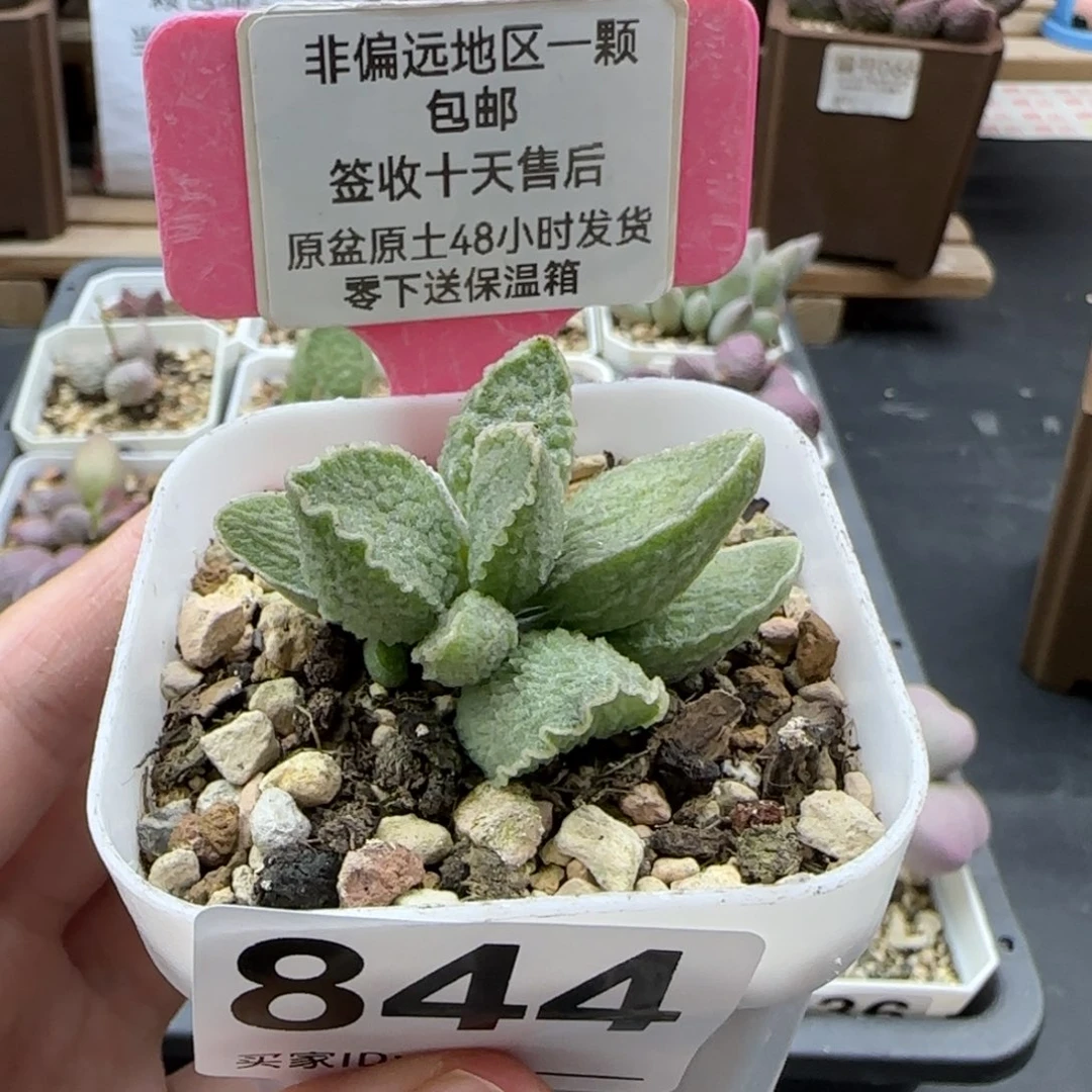 844绿皮多肉植物