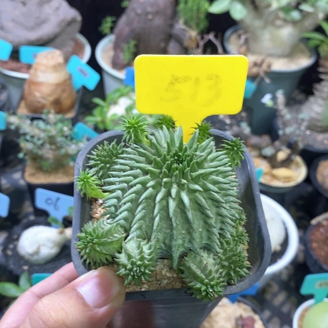 海胆大戟多肉植物