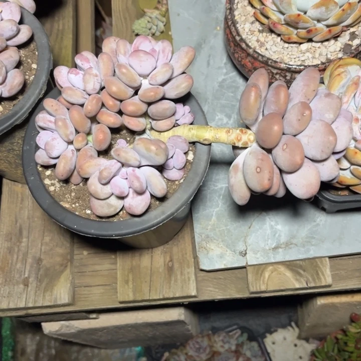 大叶奶多肉植物271