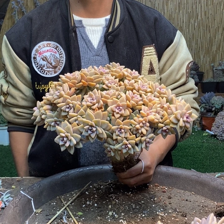 铿***瑰349 号淡雪多肉植物