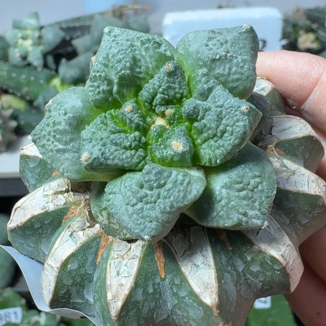 【闪购商品】无花朵王*连山怒509