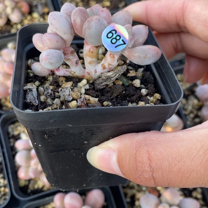 桃花奶酪多肉植物