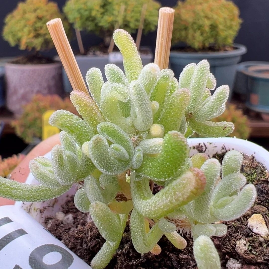 u989小老桩橙叶锦冠幅3cm