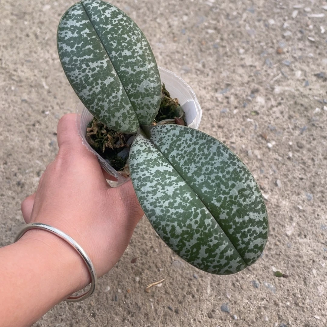 当前无花栽培后可以开花