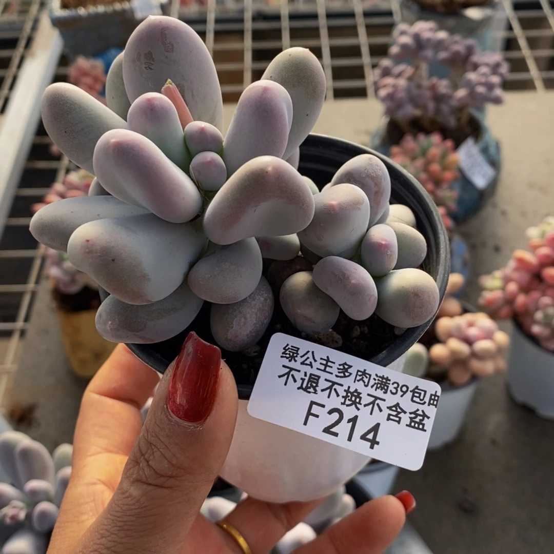 米可奶酪214/9c m