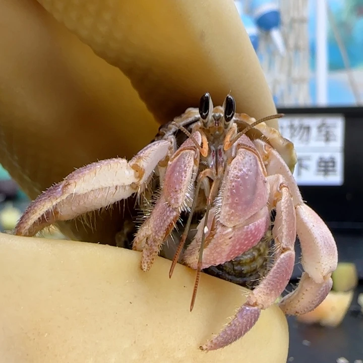 A58粉紫 灰白1.4cm口径