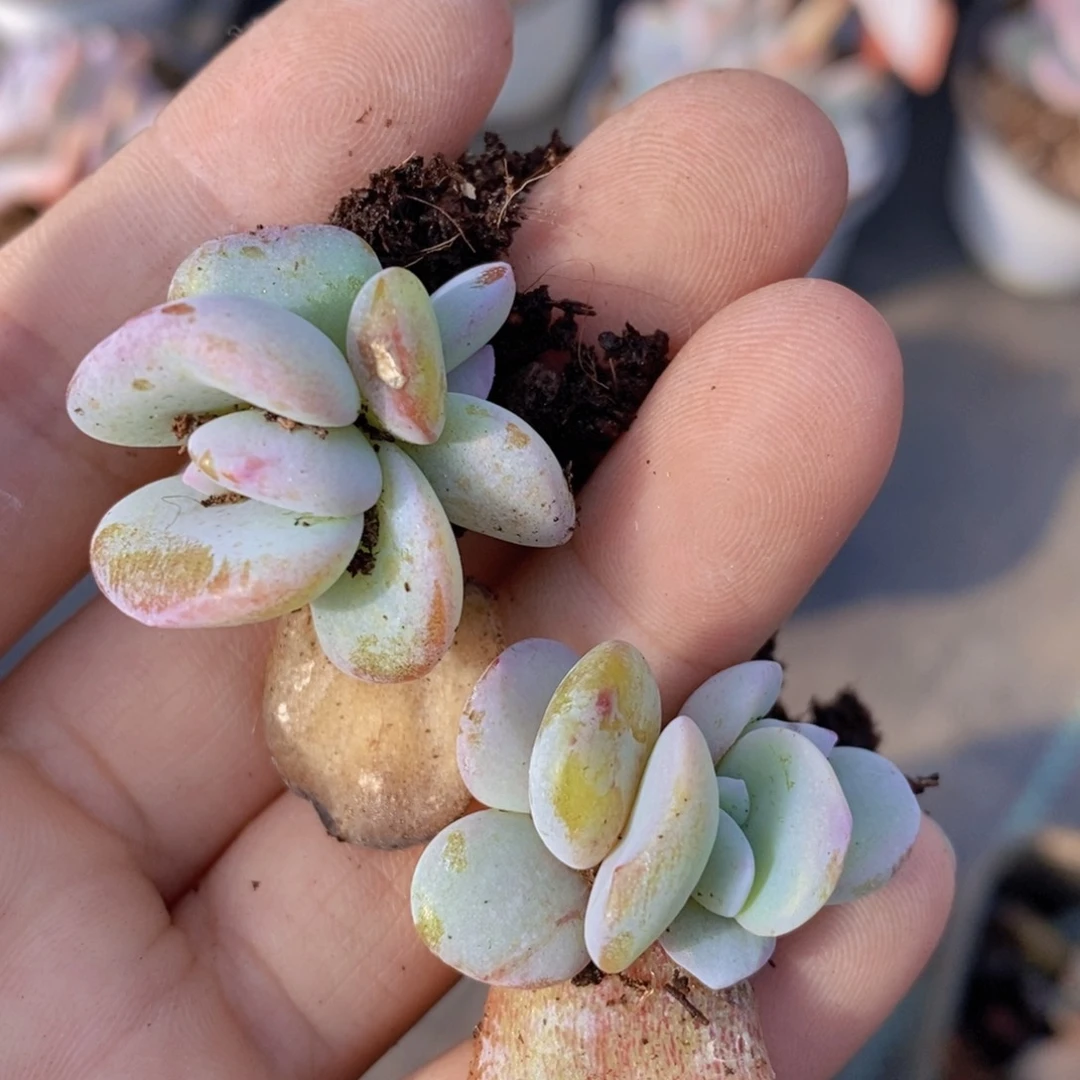 2头奶茶叶插苗20棵，带根。