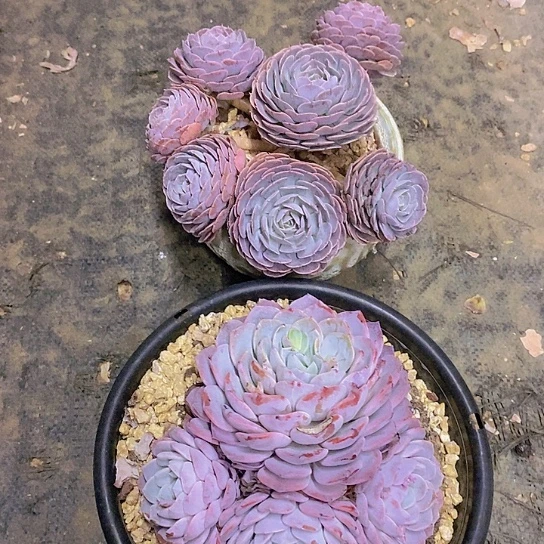 木**李多肉植物群二个