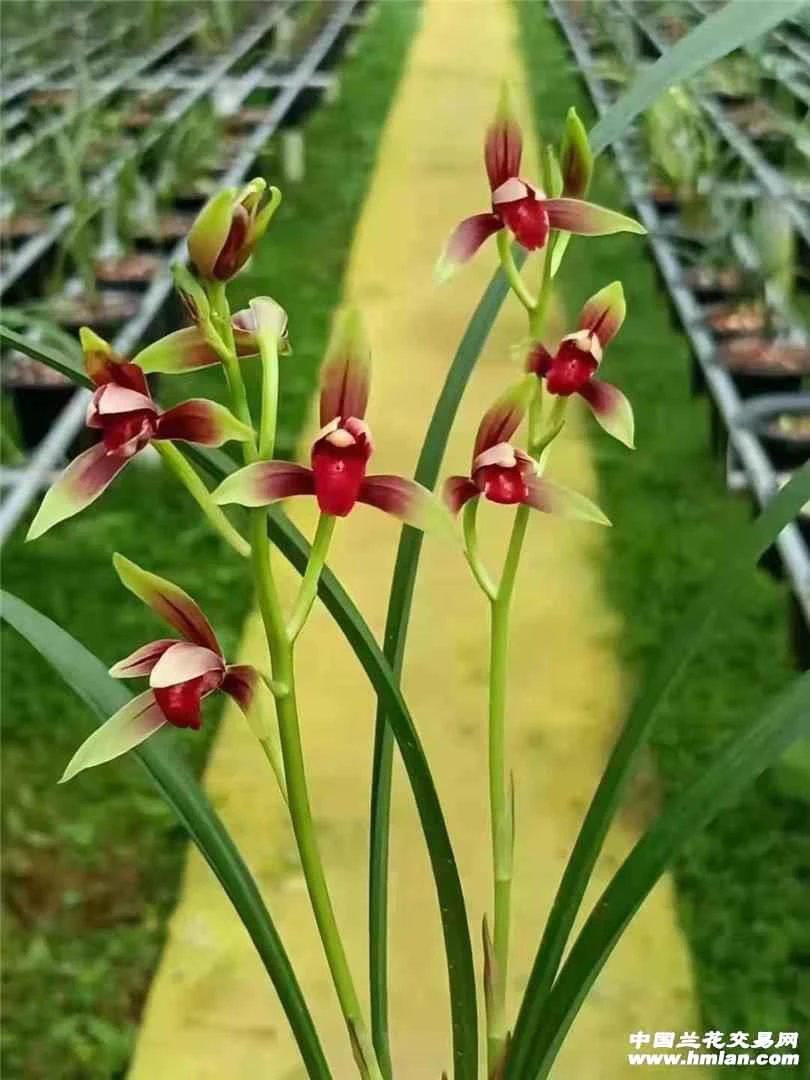 精品国兰一物一拍