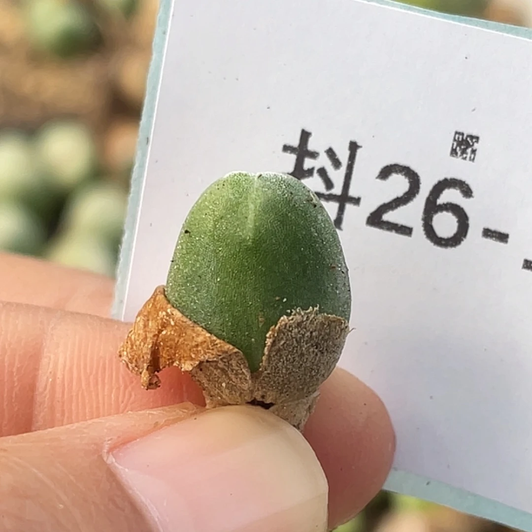 26-13哈默兔多肉植物