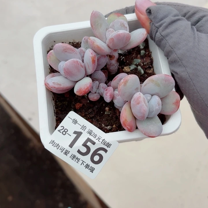 雪美人无盆土发货多肉无