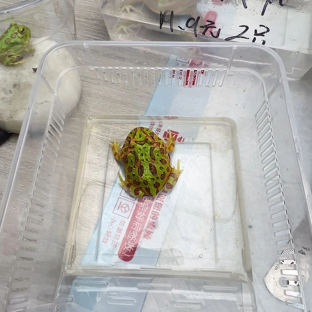 美***主角蛙绿钟角一只111111
