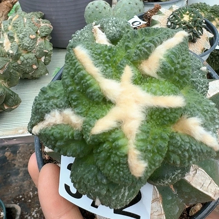【闪购商品】无花朵爱**秋哥龟372