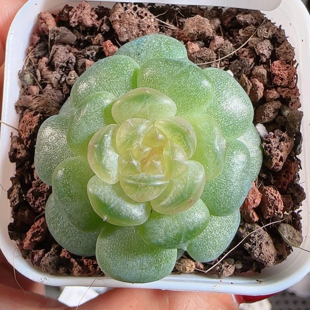 1106–542流萤一物一拍