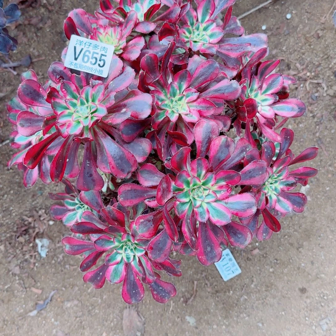 丽娜法师655冠幅30