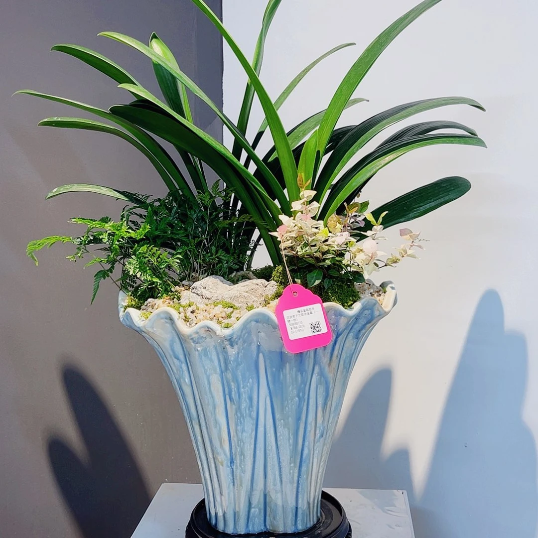 完全开放一物一拍君子兰