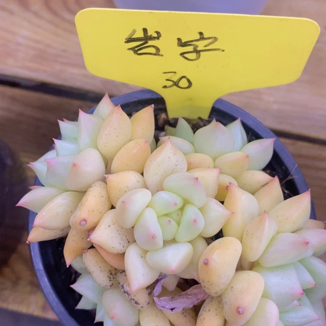 开心多肉，收官之战，最后一场