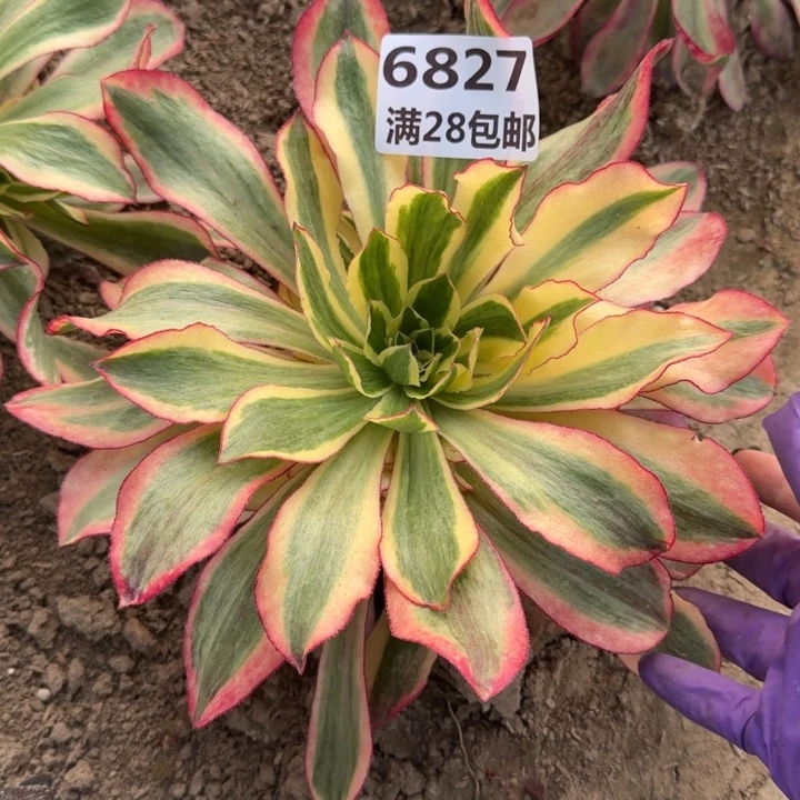 6827一号棚大魅影A