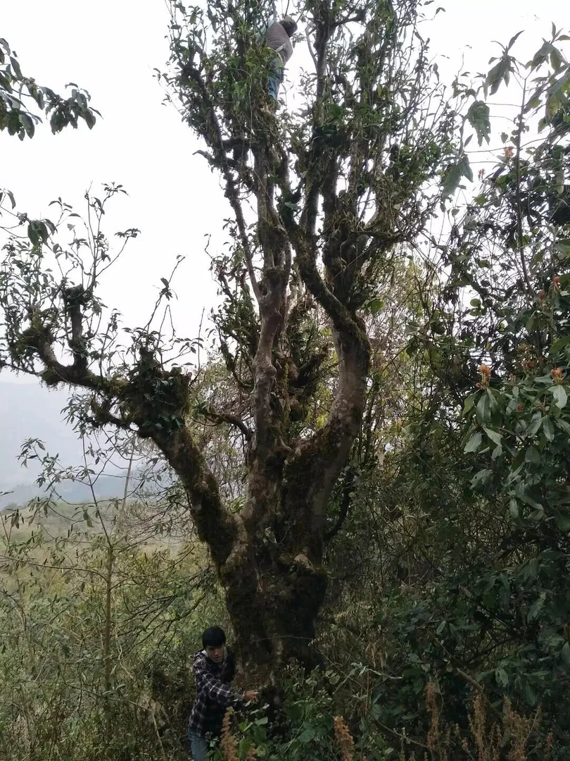 大雪山茶王树春茶