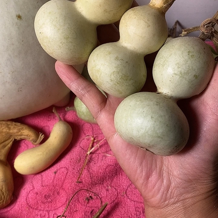 女***到青皮葫芦手把件葫芦