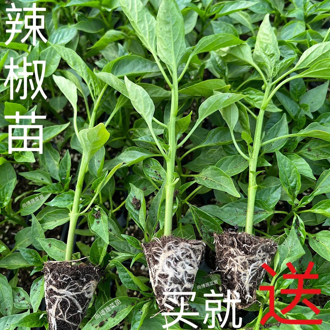 椒螺丝椒薄皮椒苗阳台盆栽四季香辣新鲜带土辣椒秧苗优质辣椒苗线