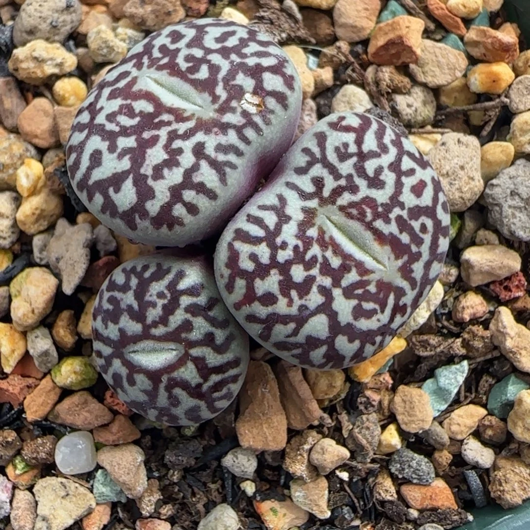 多肉植物超墨母本100号