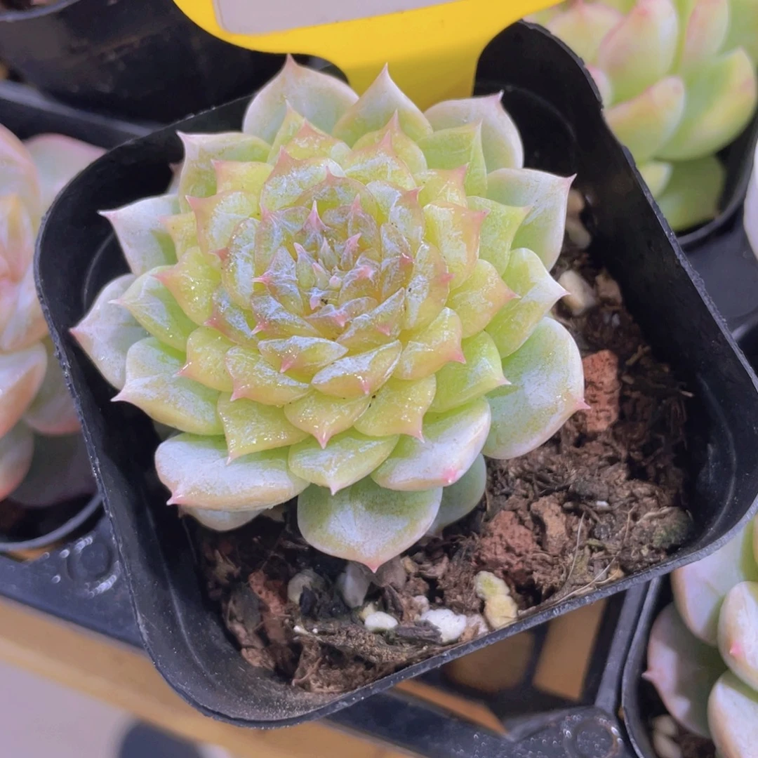 600号 睫毛孤品珍妮单头