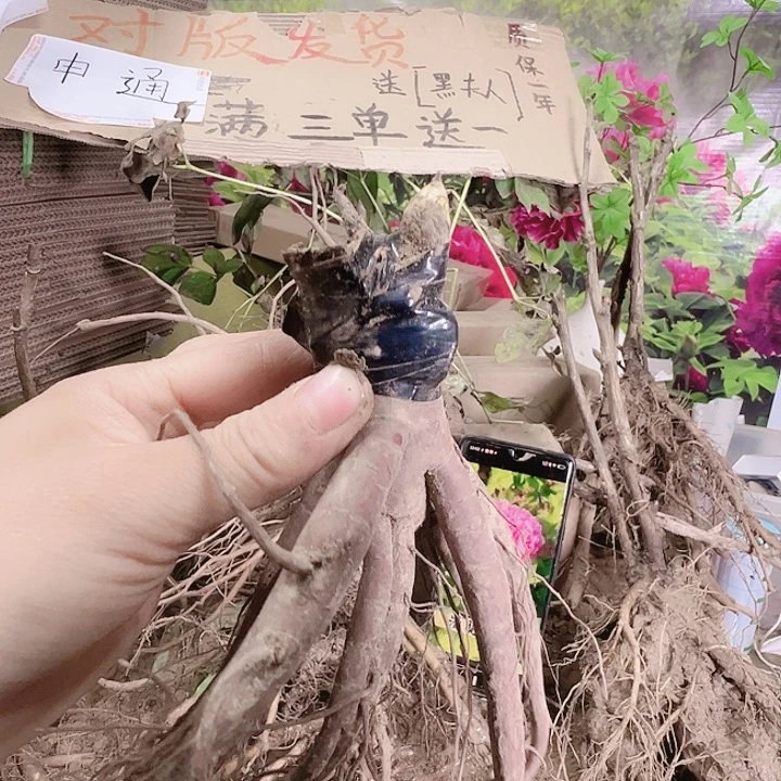 完全开放珊瑚砰砰嫁接苗